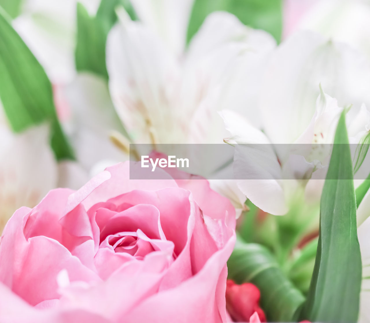 close-up of pink flower