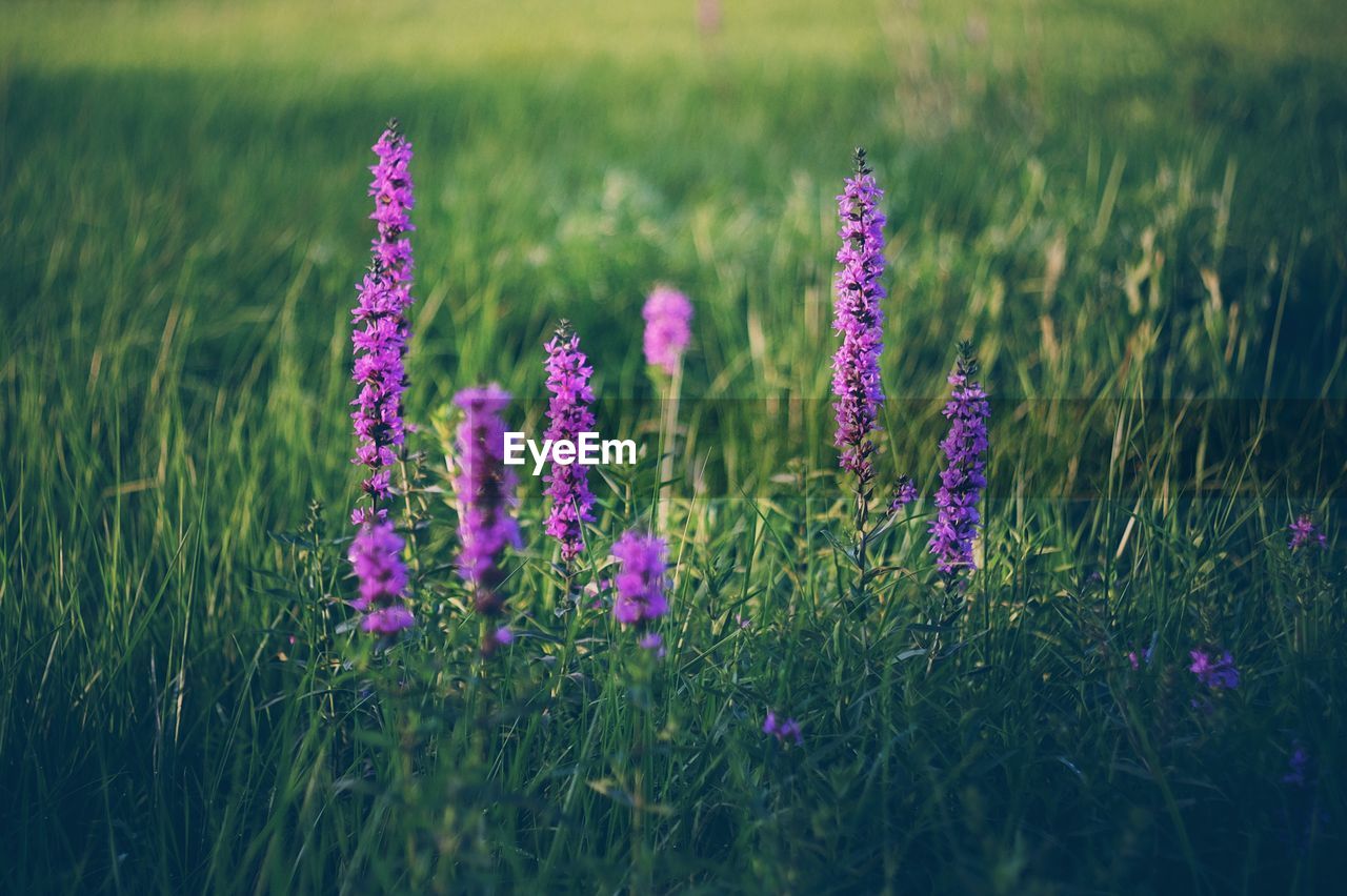 Close-up of purple crocus blooming on field