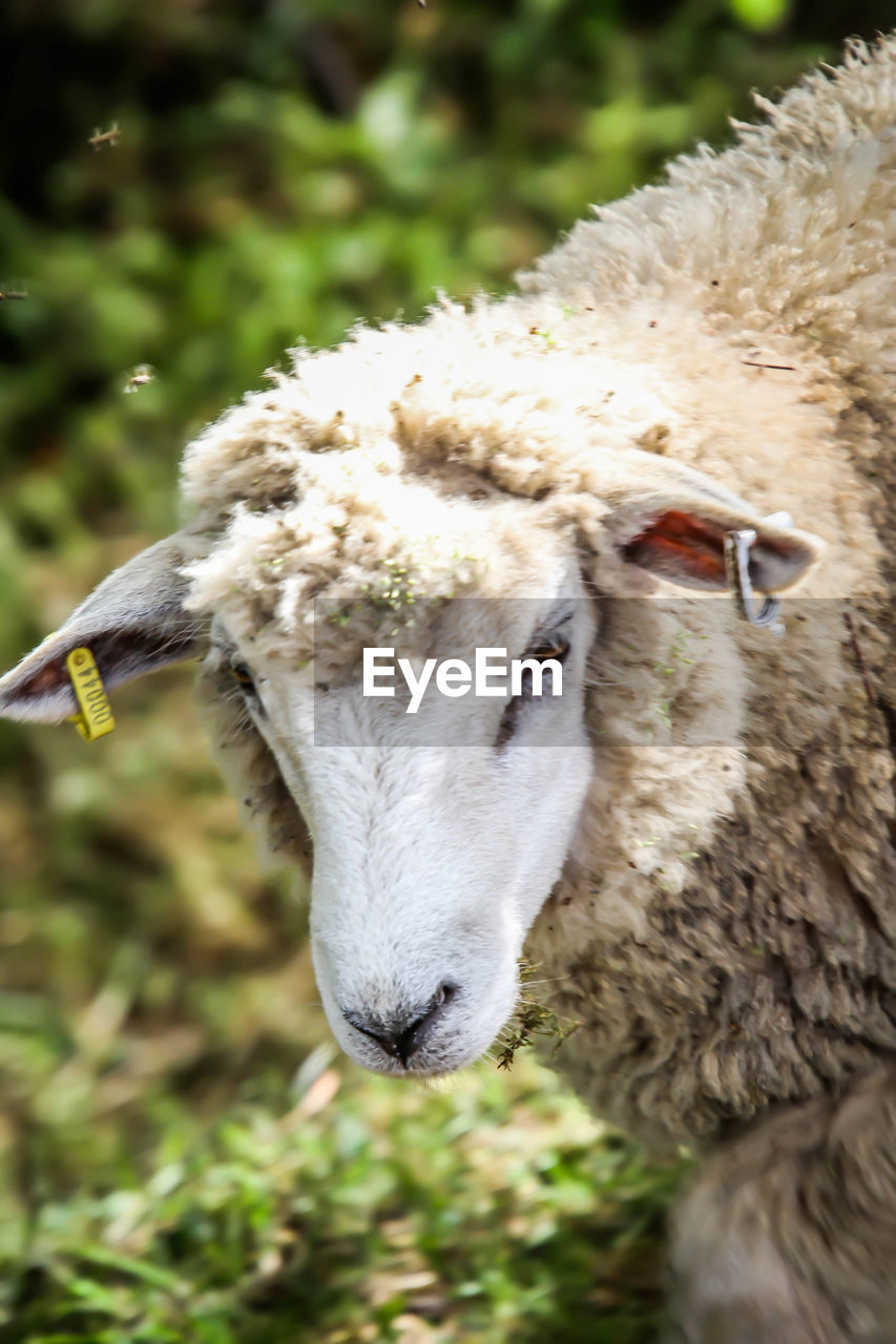 CLOSE-UP OF A SHEEP