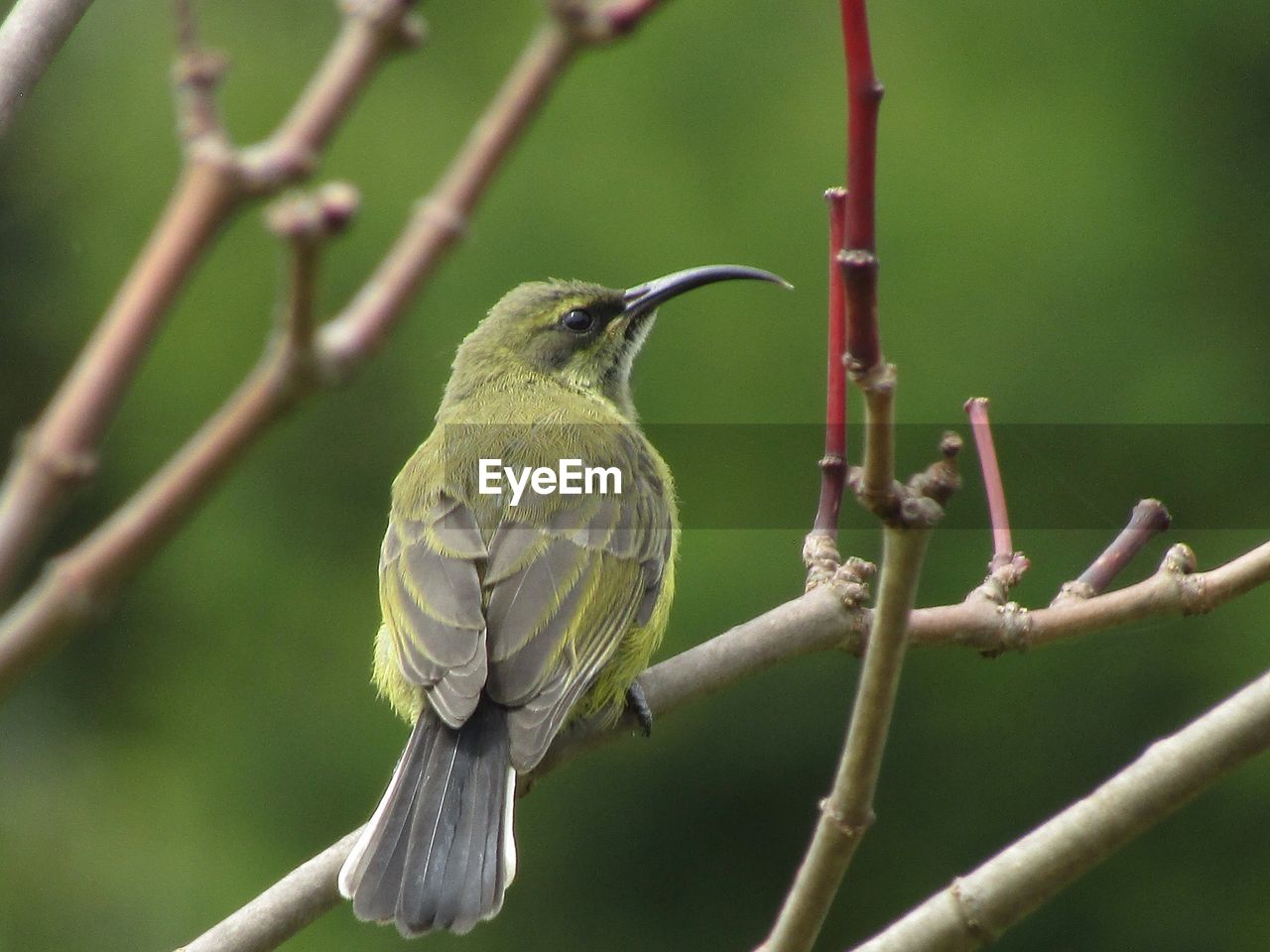 Close-up of bird perching on branch