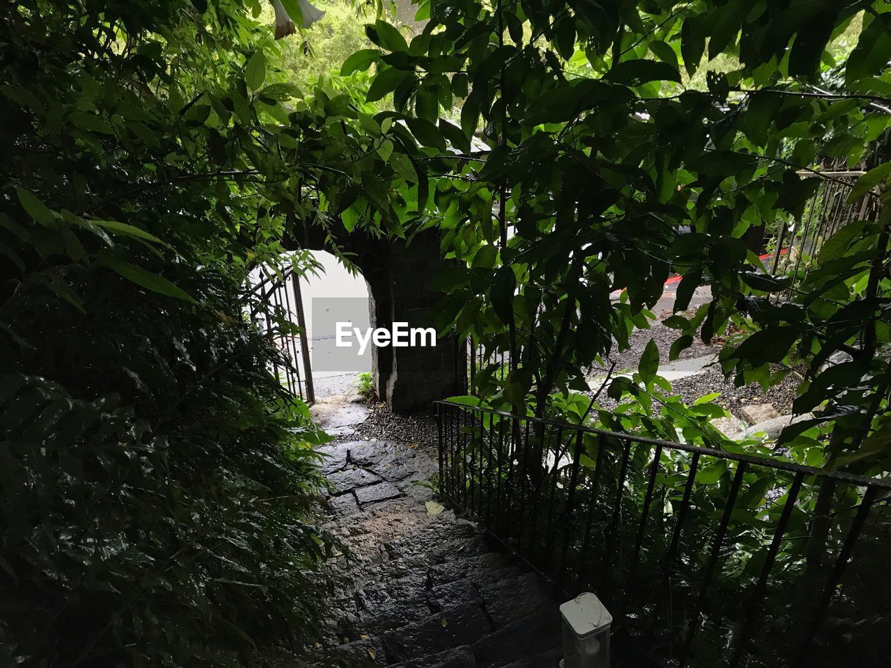 FOOTPATH AMIDST TREES AND PLANTS IN YARD