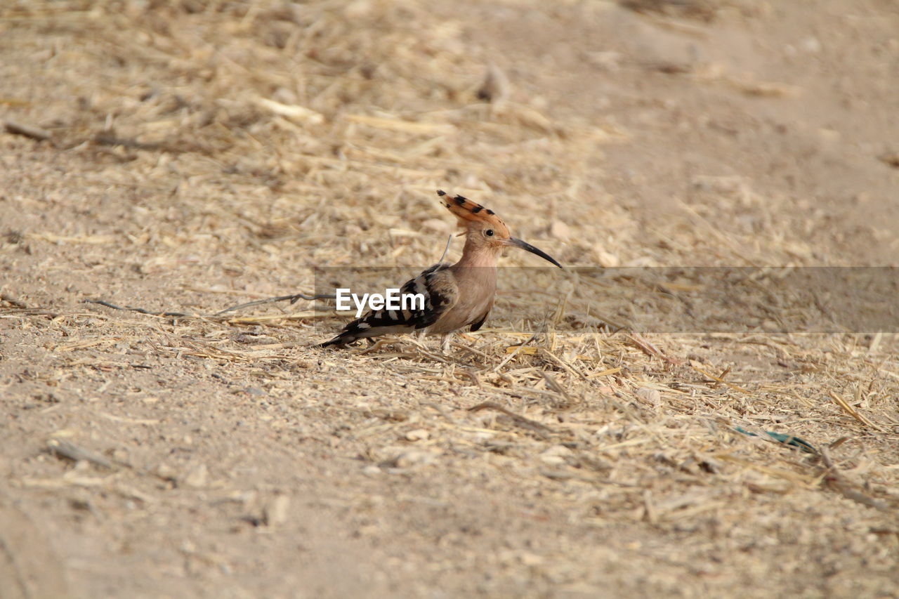 SIDE VIEW OF A BIRD ON FIELD