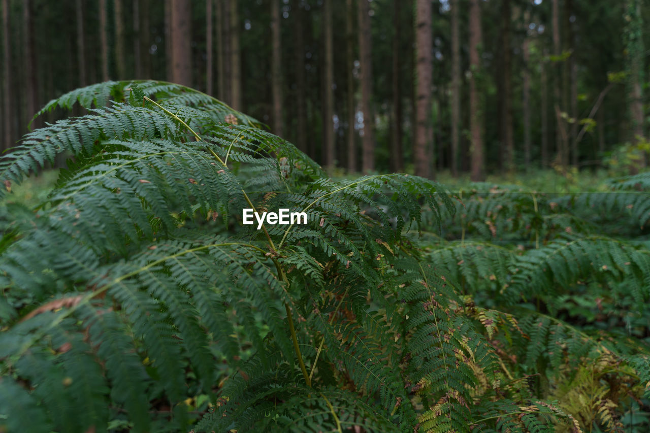 Fern in a clearing in the dark forest in summer.