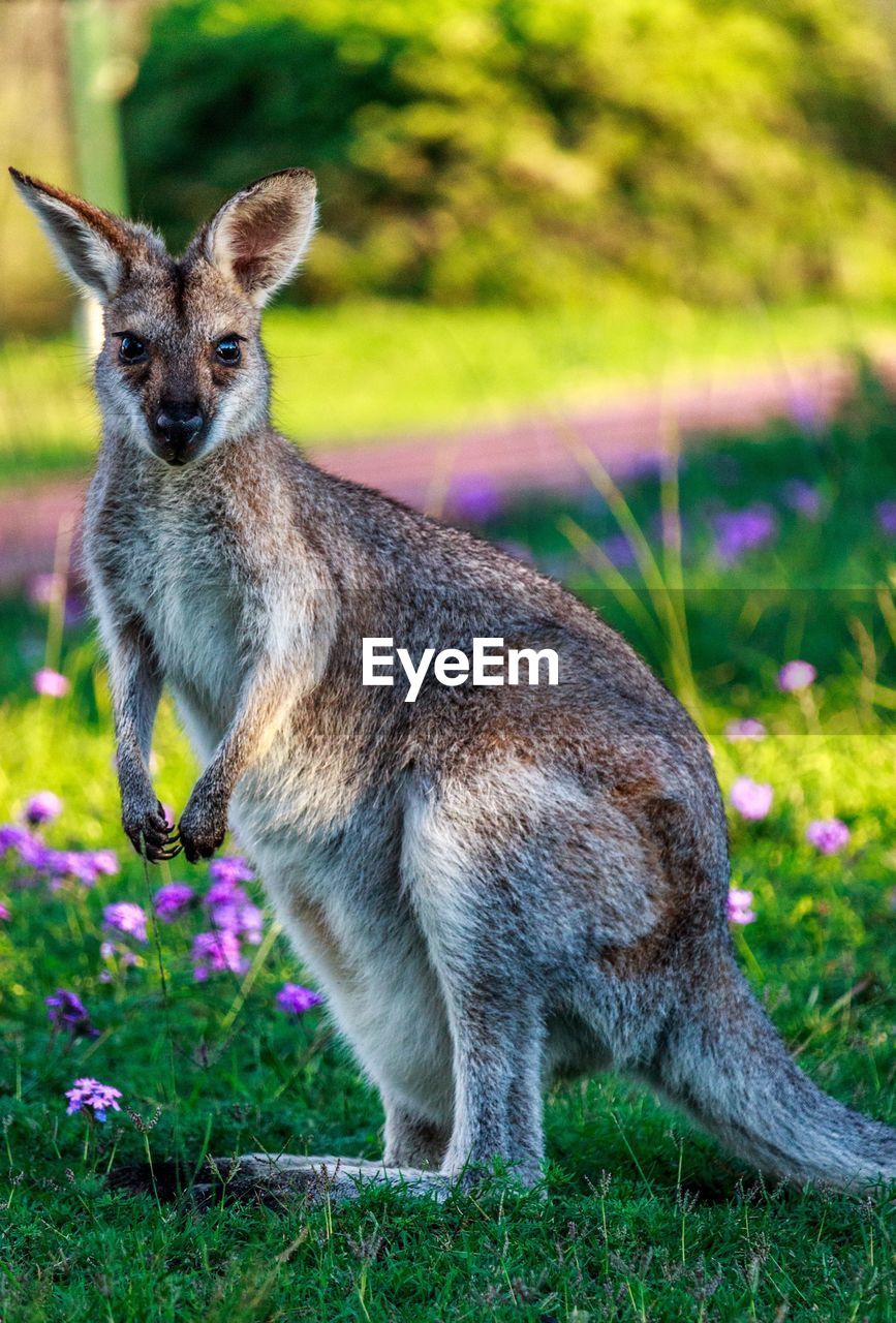 Close-up of wallaby on field