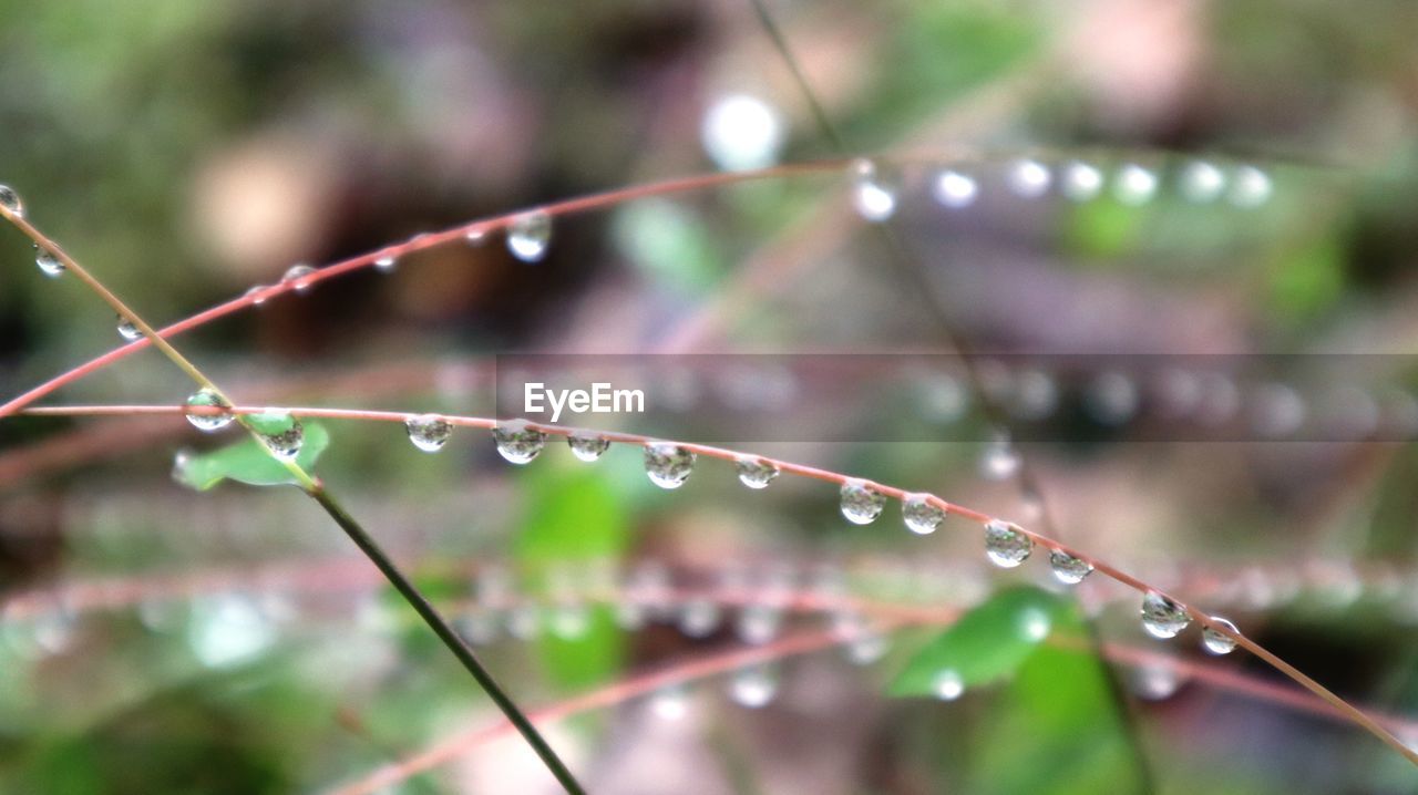 Close-up of wet plant during rainy season