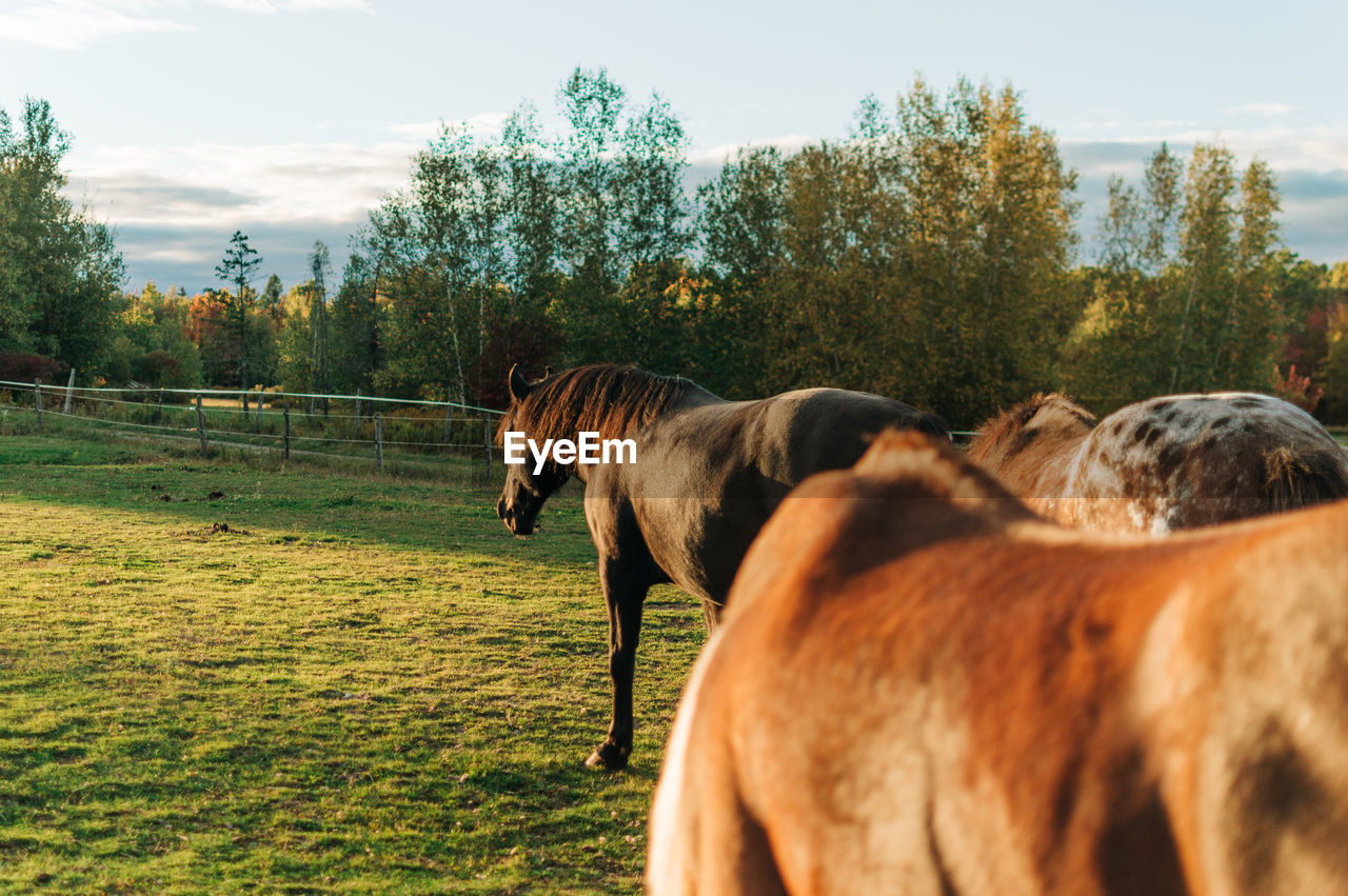 Horse standing in ranch against sky