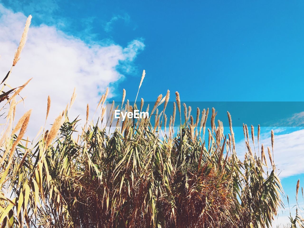 LOW ANGLE VIEW OF PLANTS GROWING ON FIELD AGAINST BLUE SKY