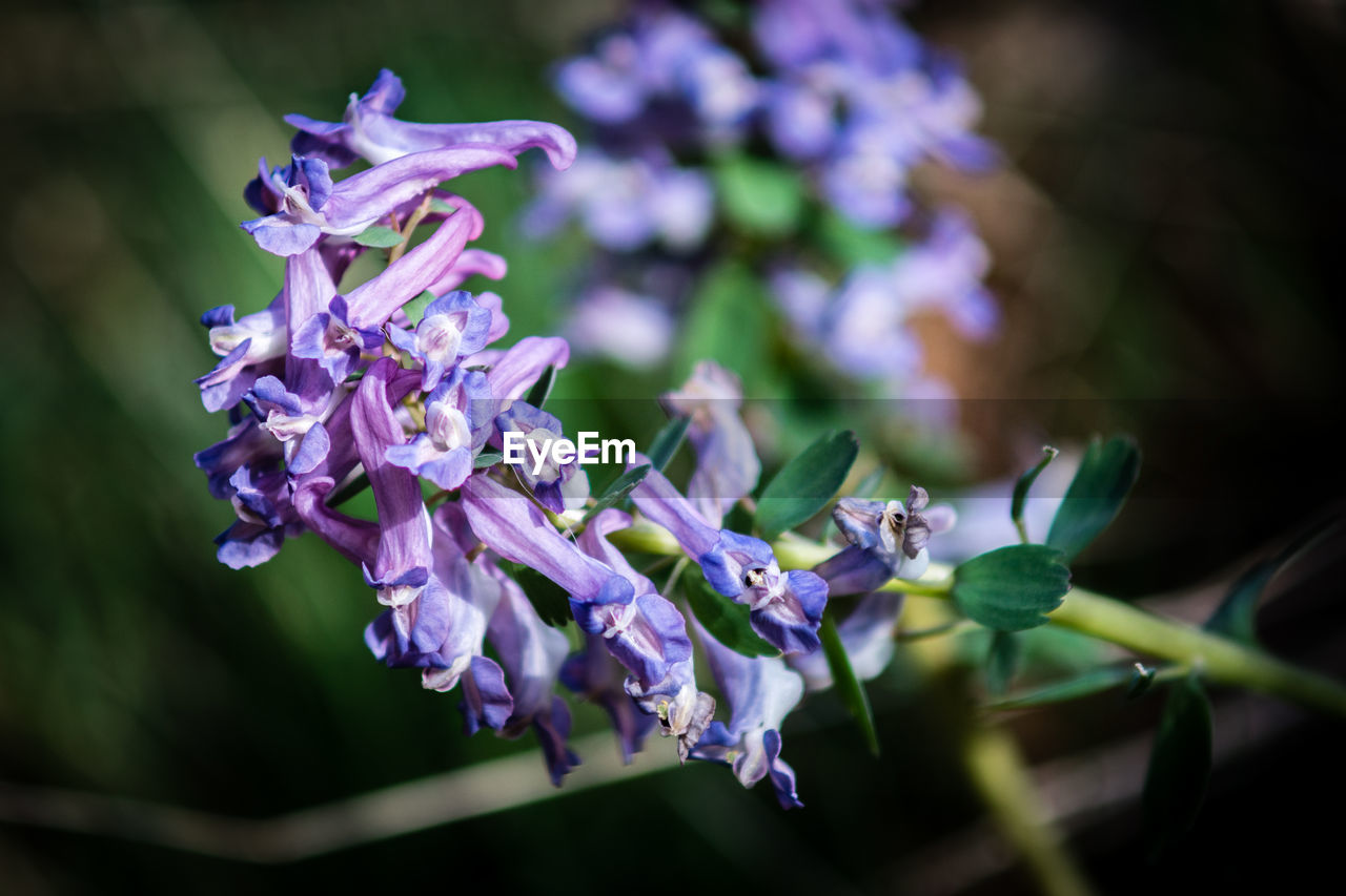 flower, flowering plant, plant, beauty in nature, purple, nature, macro photography, freshness, lilac, fragility, close-up, blossom, petal, wildflower, flower head, inflorescence, growth, springtime, focus on foreground, botany, no people, outdoors, selective focus, lavender, plant part, leaf, environment, summer