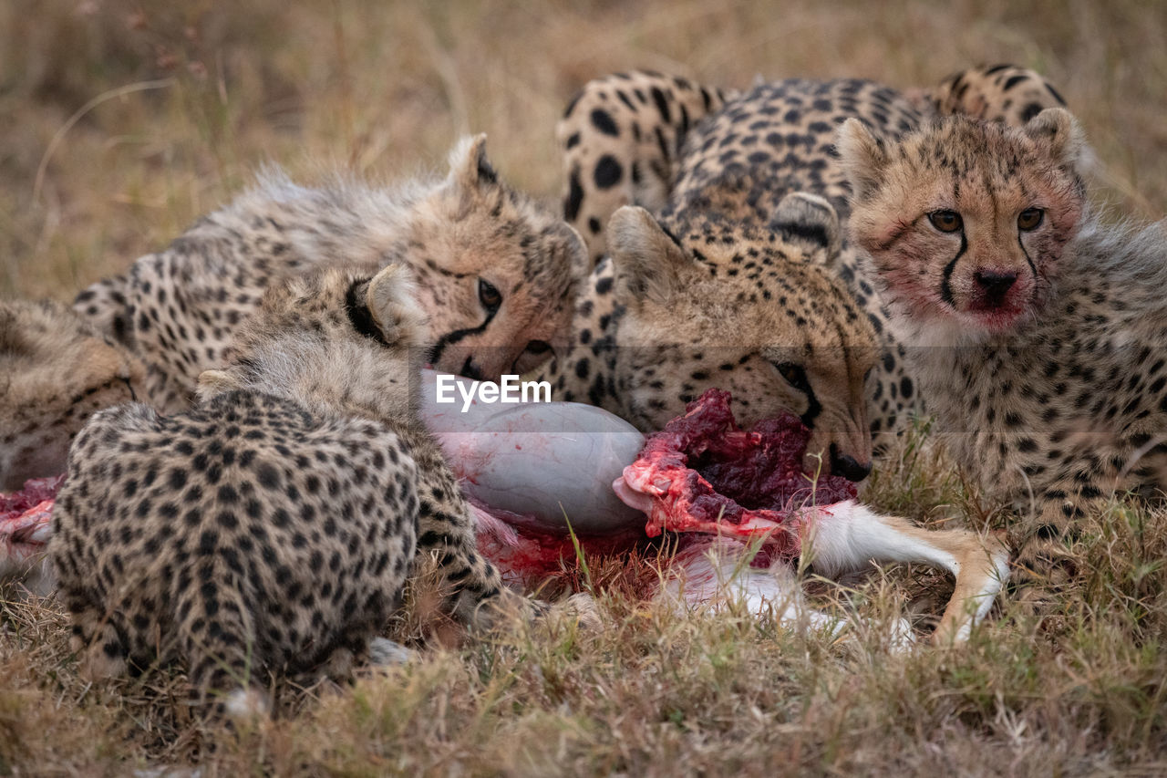 Cheetahs eating animal on field