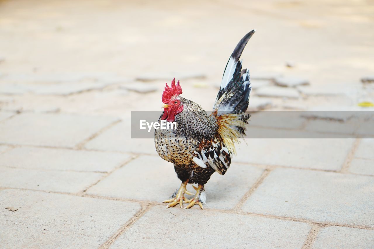 CLOSE-UP OF A BIRD ON FOOTPATH