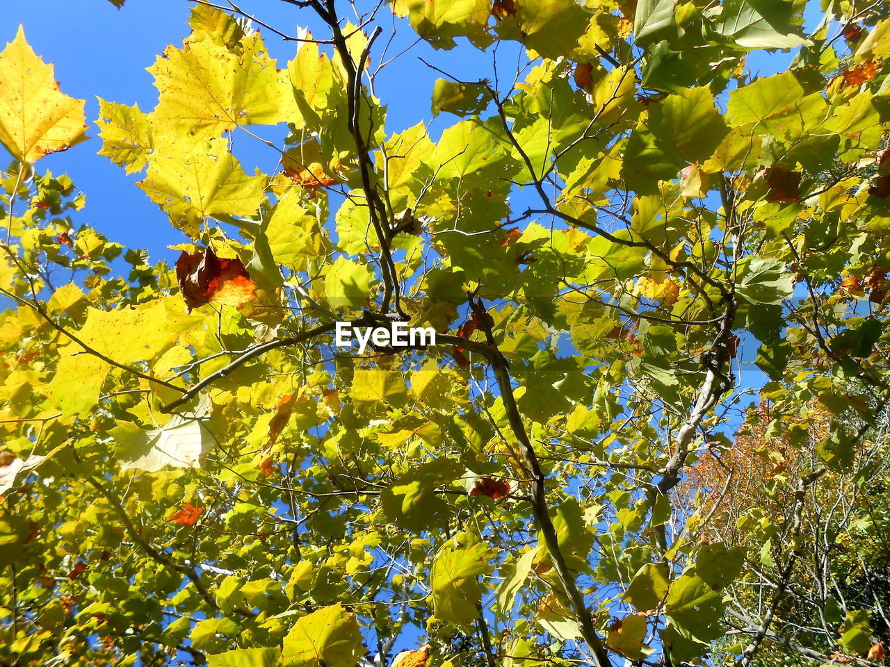 Low angle view of tree against blue sky