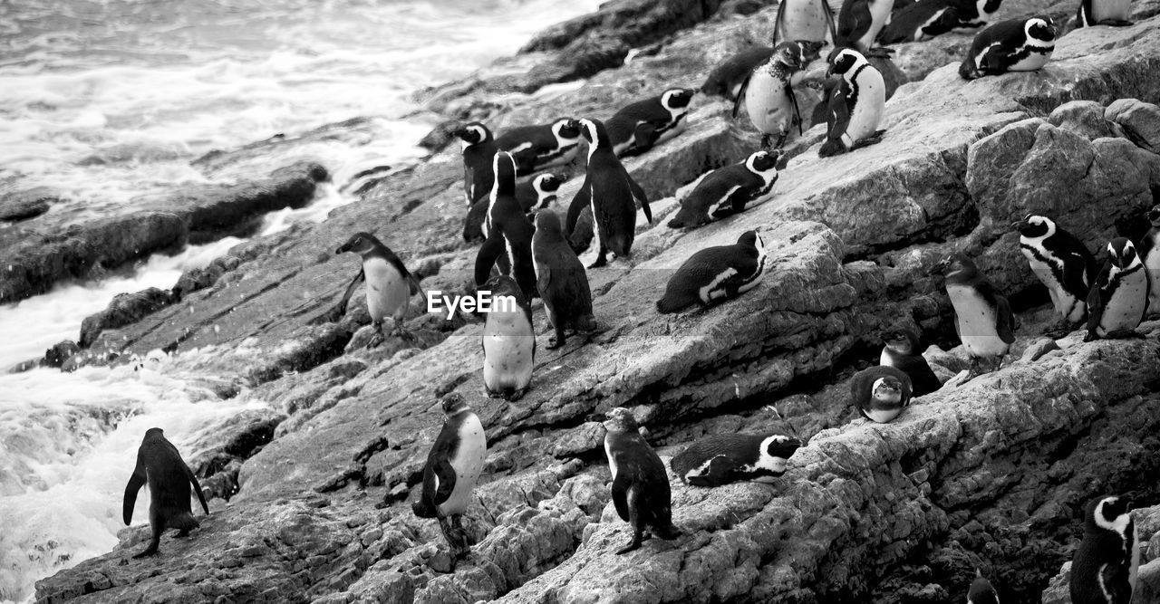 HIGH ANGLE VIEW OF ANIMAL ON ROCK AT BEACH