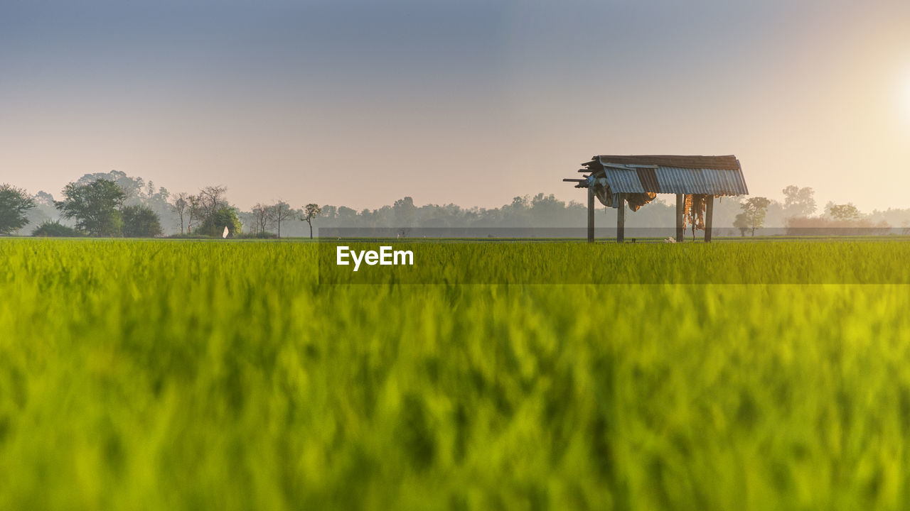 Scenic view of agricultural field against sky