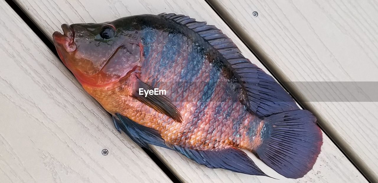 High angle view of fish on table