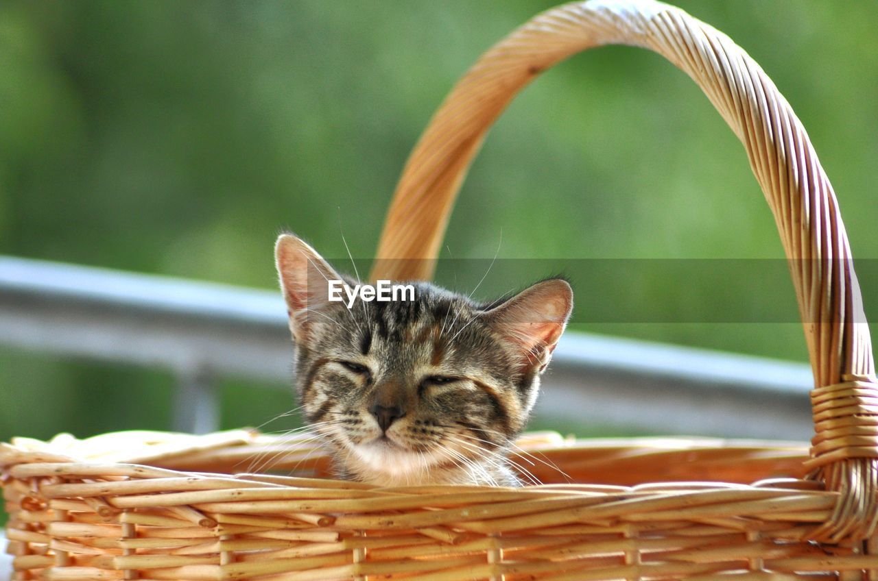 CLOSE-UP OF A CAT WITH BASKET