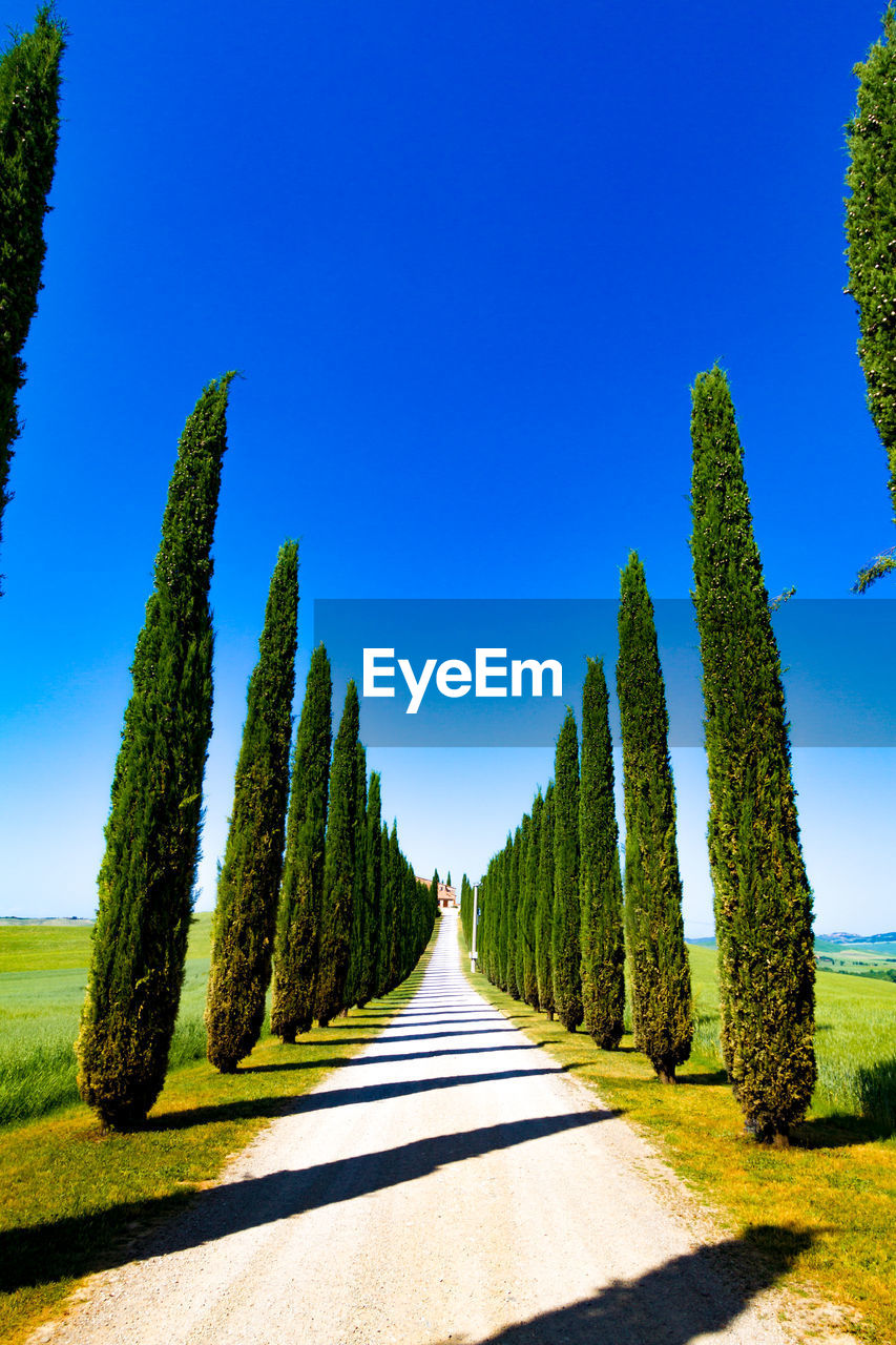 ROAD AMIDST TREES AGAINST SKY