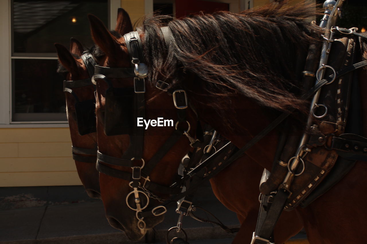Close-up of horses with bridles
