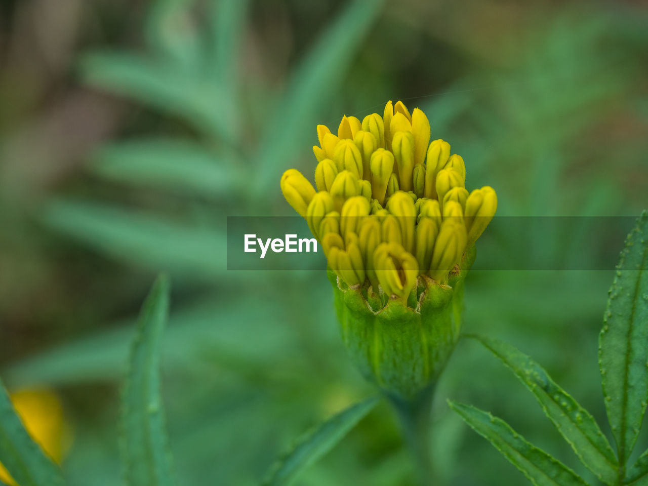 CLOSE-UP OF YELLOW FLOWER PLANT