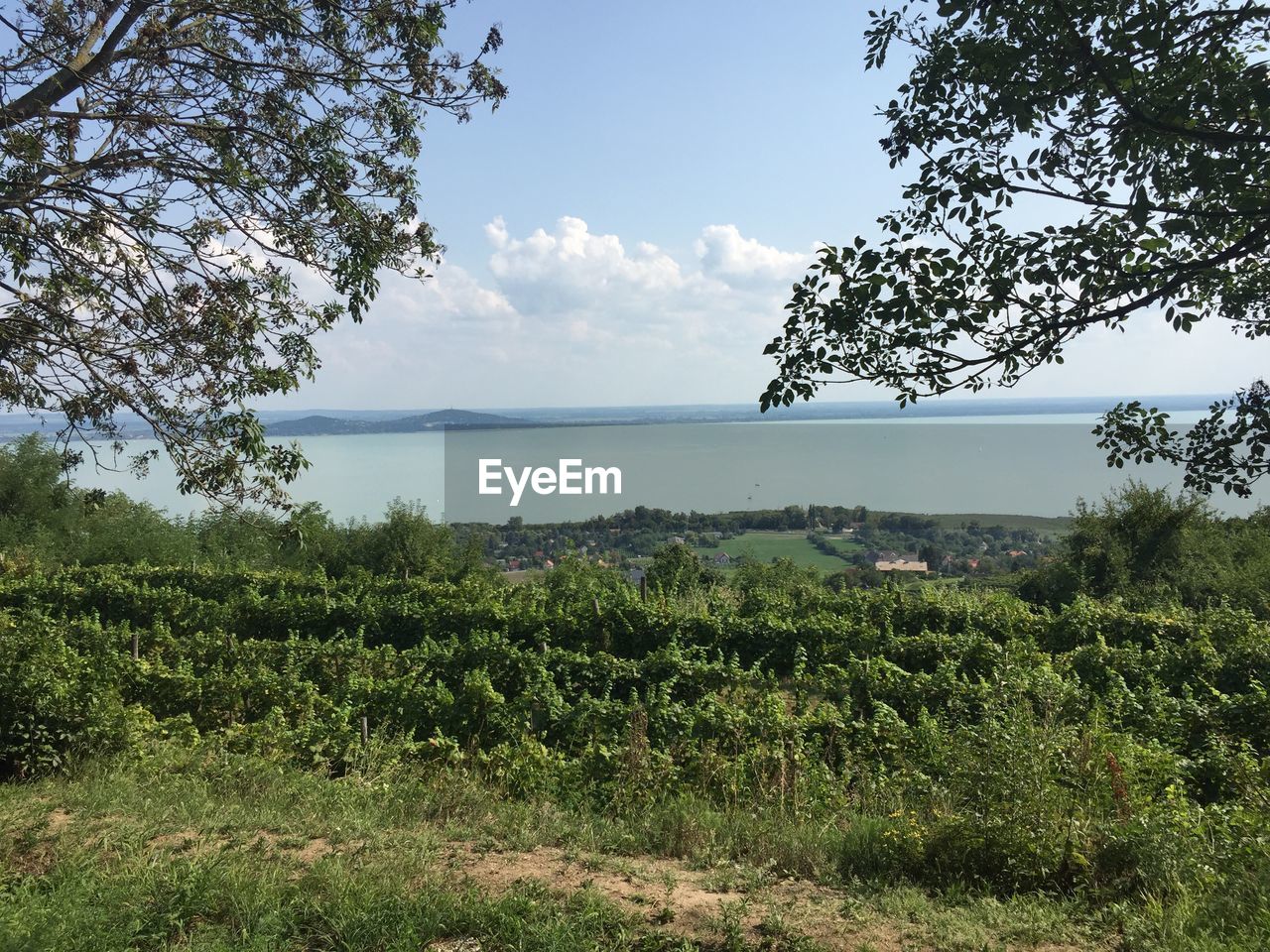 SCENIC VIEW OF TREES AGAINST SKY