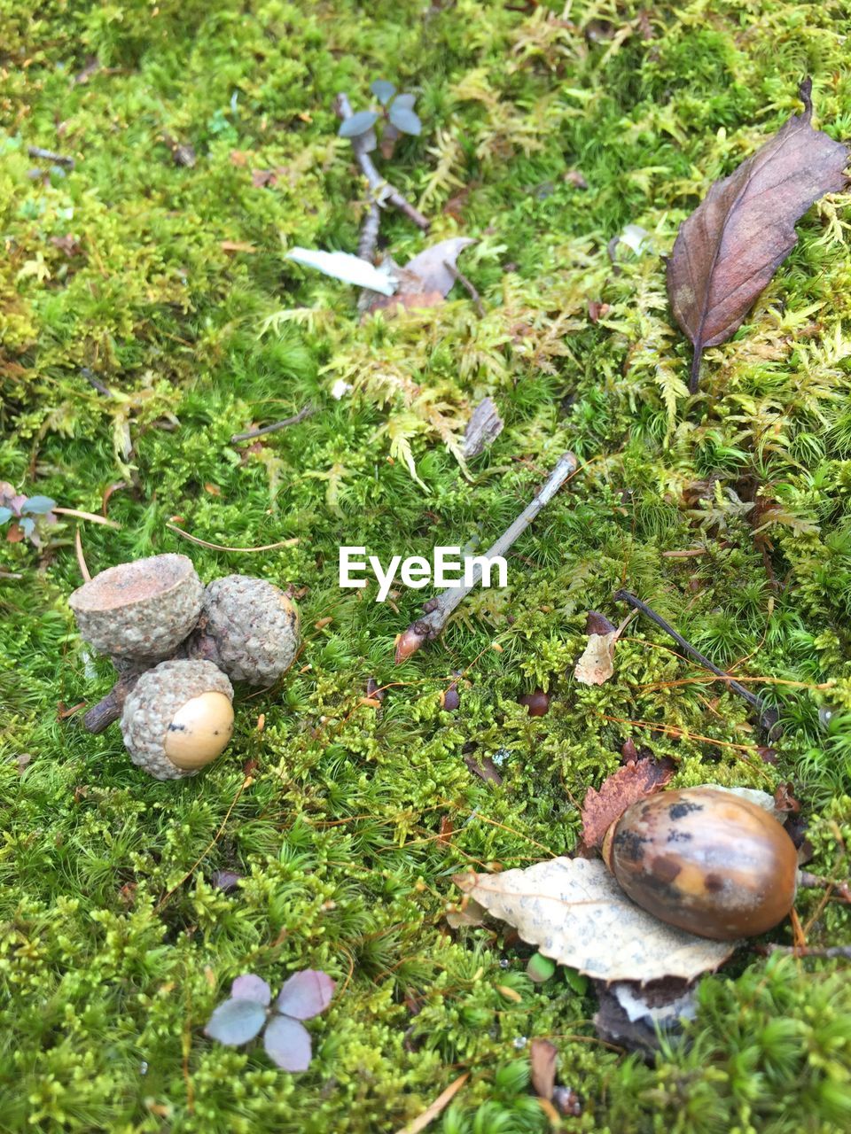 HIGH ANGLE VIEW OF TURTLE ON FIELD