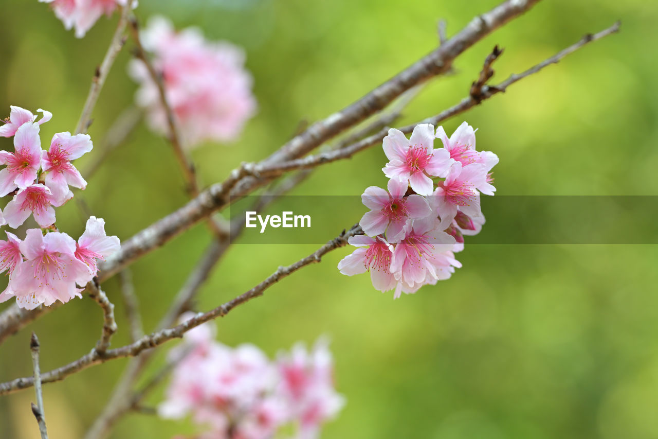 plant, flower, flowering plant, pink, beauty in nature, freshness, fragility, blossom, tree, springtime, nature, produce, branch, close-up, growth, flower head, inflorescence, food, focus on foreground, petal, no people, fruit, outdoors, cherry blossom, food and drink, twig, botany, day, selective focus, fruit tree, cherry tree