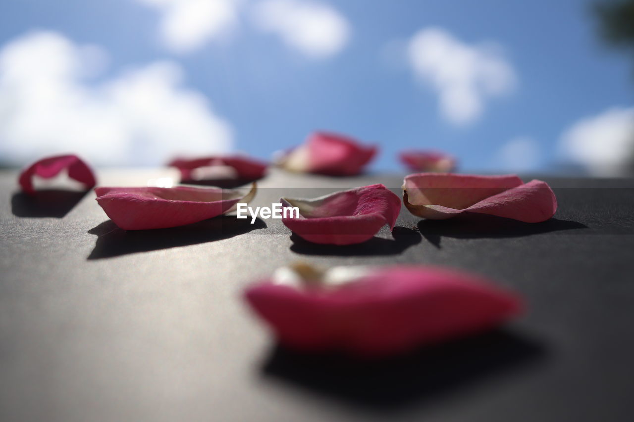Close-up of pink rose and sky 