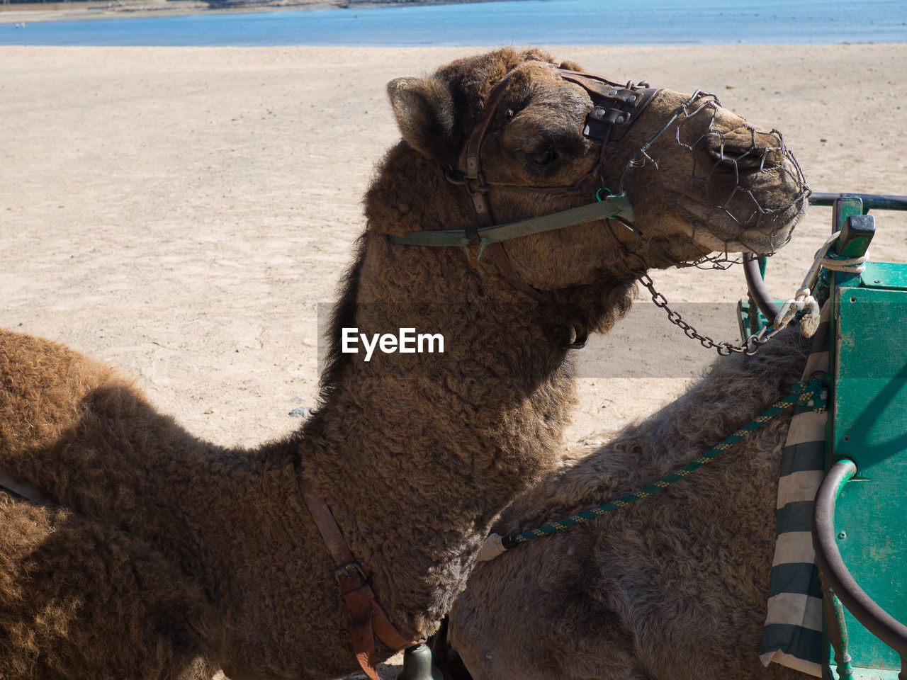 Camel at beach during sunny day