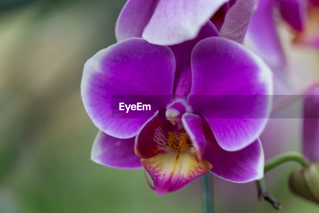CLOSE-UP OF PURPLE ORCHID BLOOMING OUTDOORS