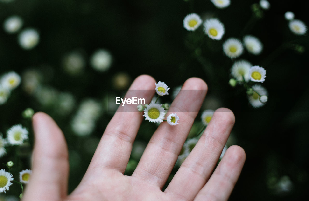 Close-up of hand holding flowering plant