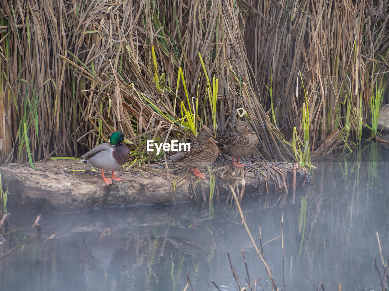 VIEW OF BIRDS PERCHING ON LAKE