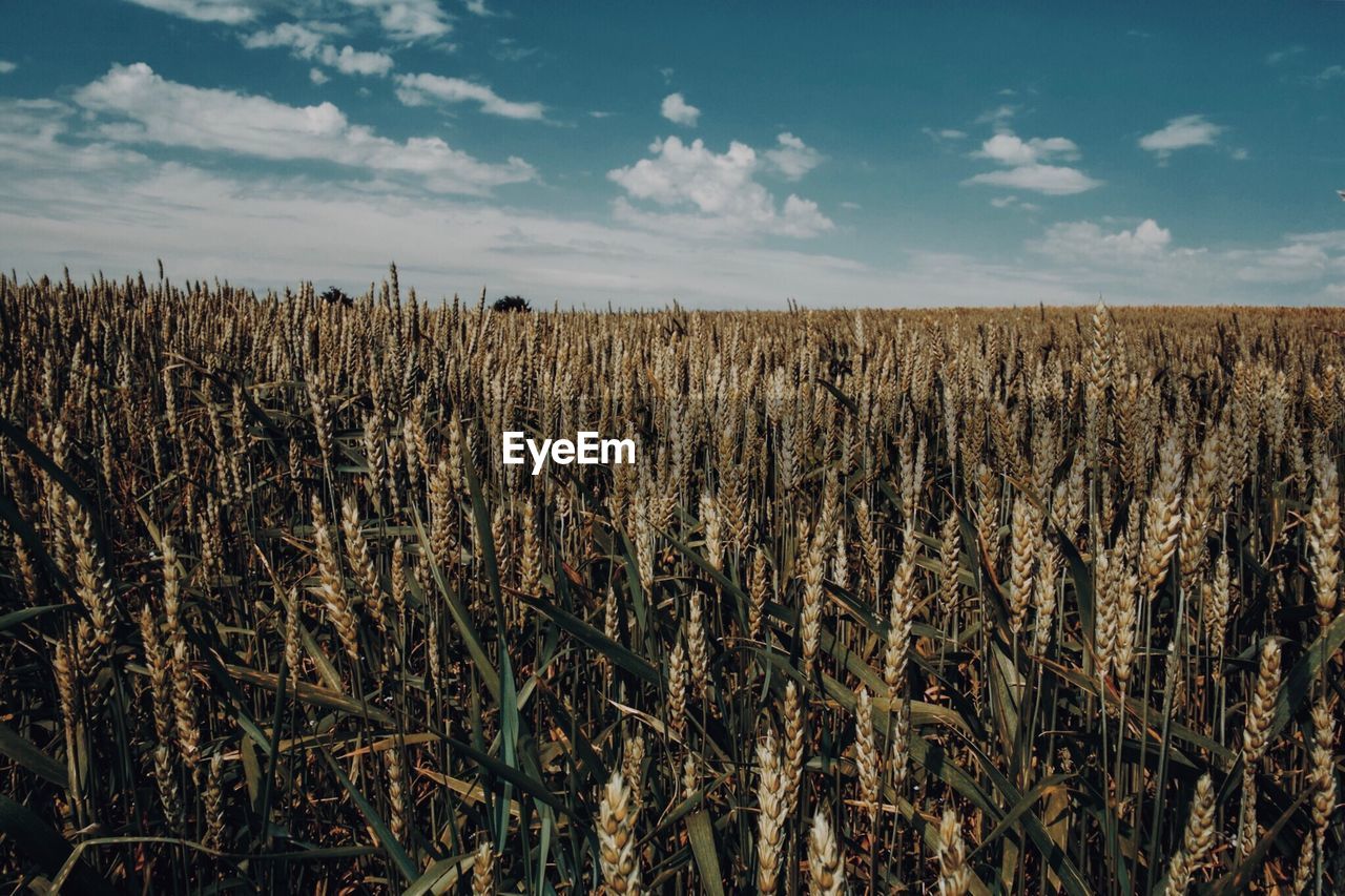 WHEAT CROP IN FIELD AGAINST SKY