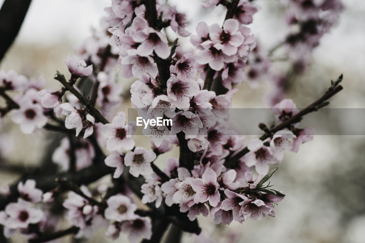 CLOSE-UP OF PINK CHERRY BLOSSOMS