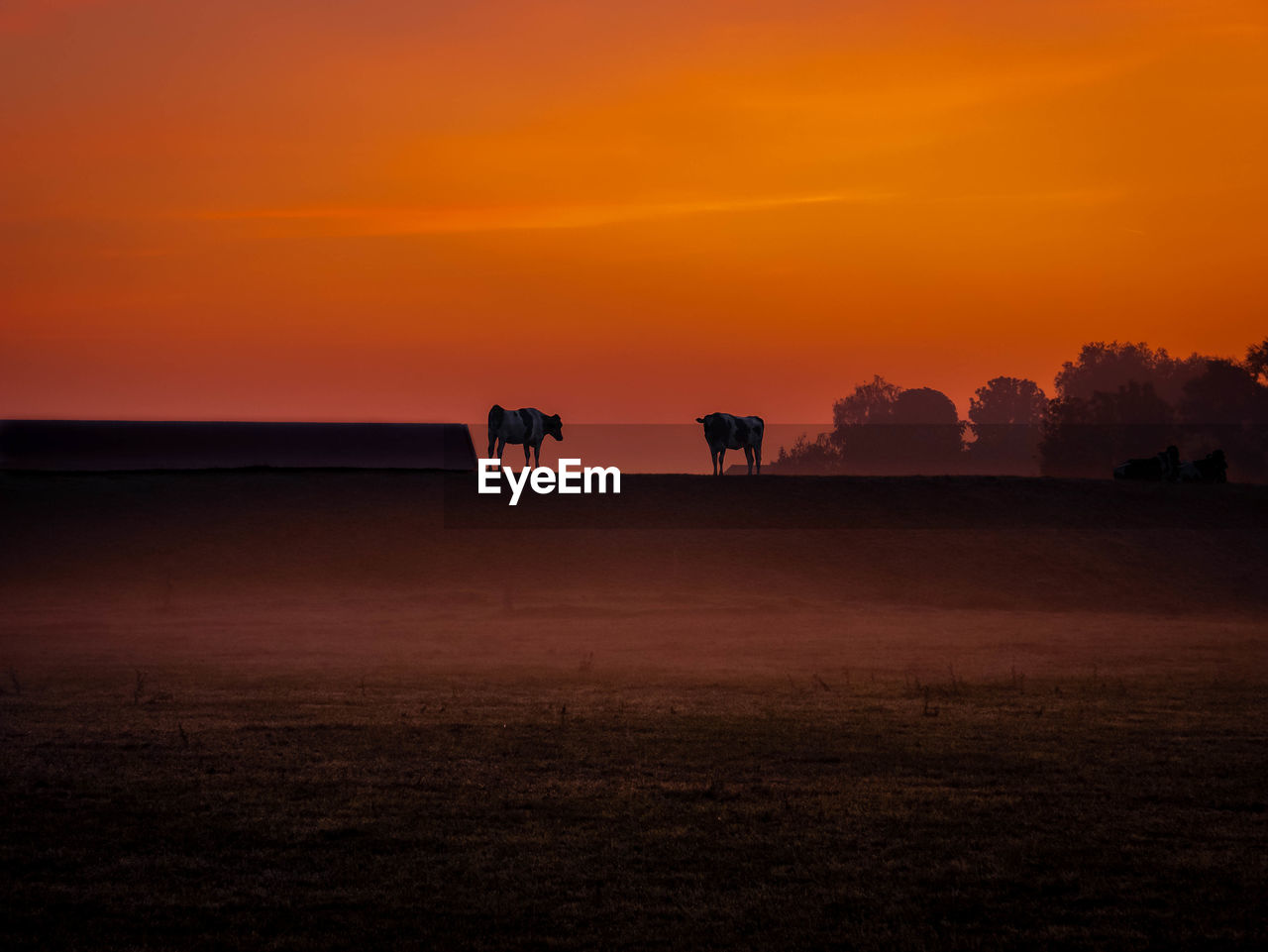 Silhouettes of two cows on a dyke overlooking fog covered meadows prior to sunrise