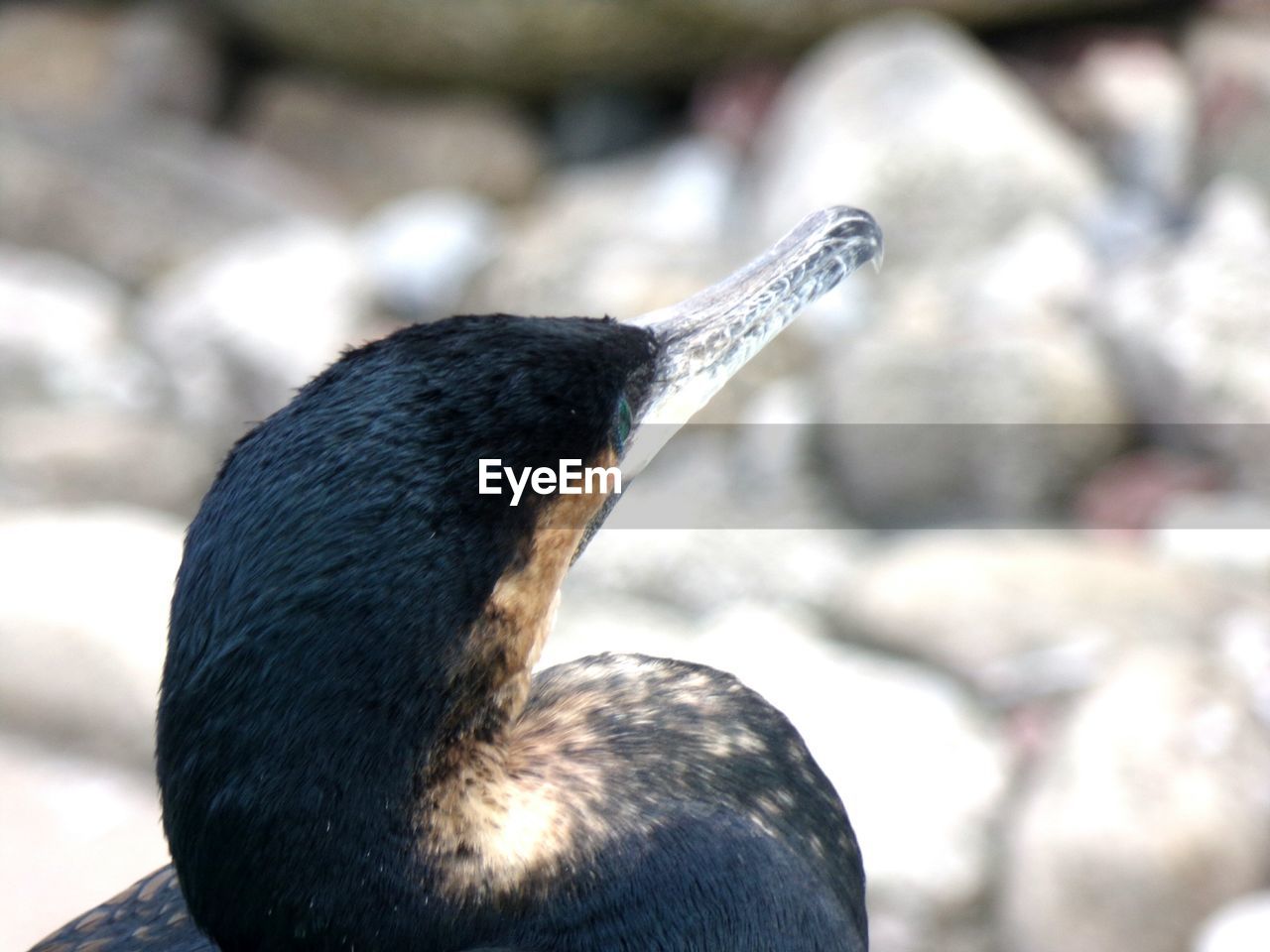 Close-up of a cormorant 