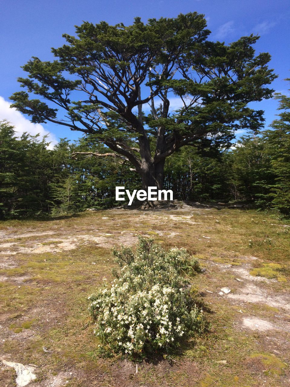 VIEW OF TREES ON FIELD