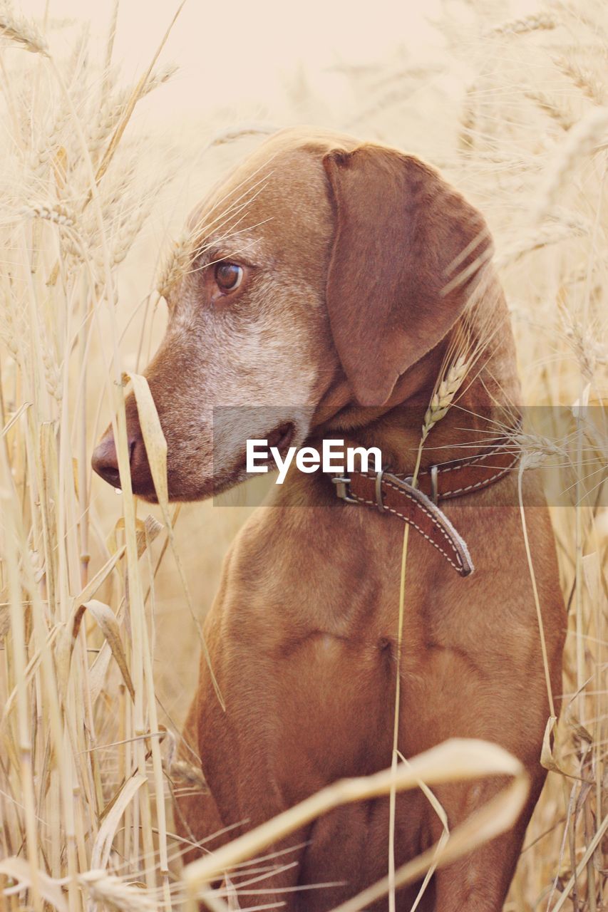 Close-up of vizsla sitting amidst wheat plants at farm