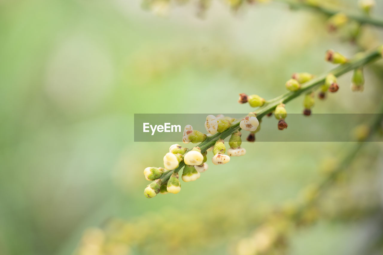 CLOSE-UP OF BERRIES ON PLANT