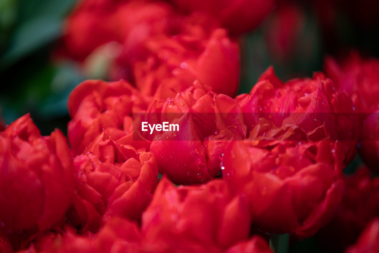 CLOSE-UP OF PINK FLOWER