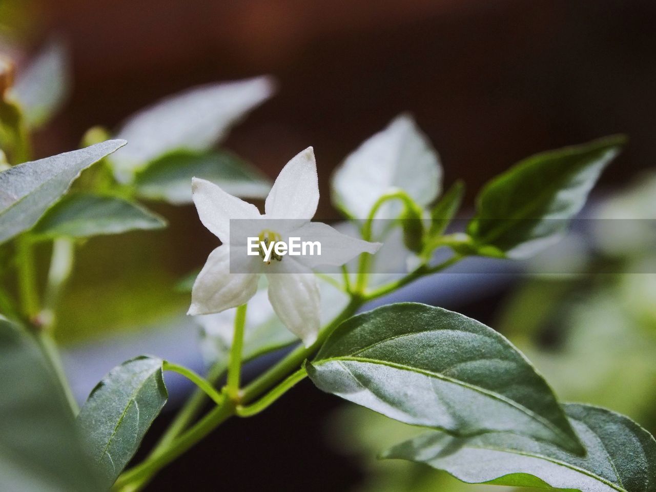 CLOSE-UP OF FRESH WHITE FLOWERS BLOOMING OUTDOORS