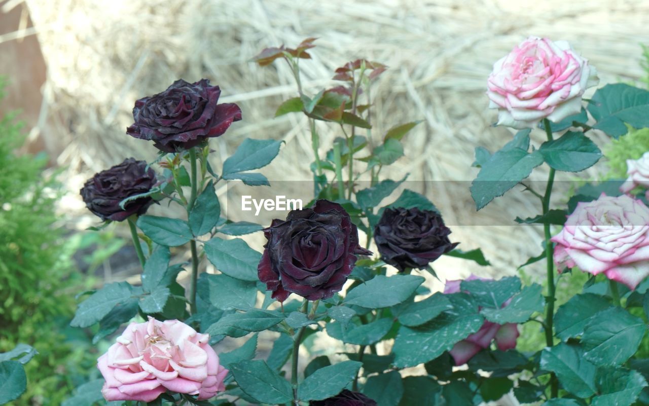 plant, flower, flowering plant, beauty in nature, rose, freshness, nature, leaf, plant part, close-up, garden roses, petal, flower head, fragility, growth, inflorescence, no people, pink, focus on foreground, day, outdoors, green, high angle view