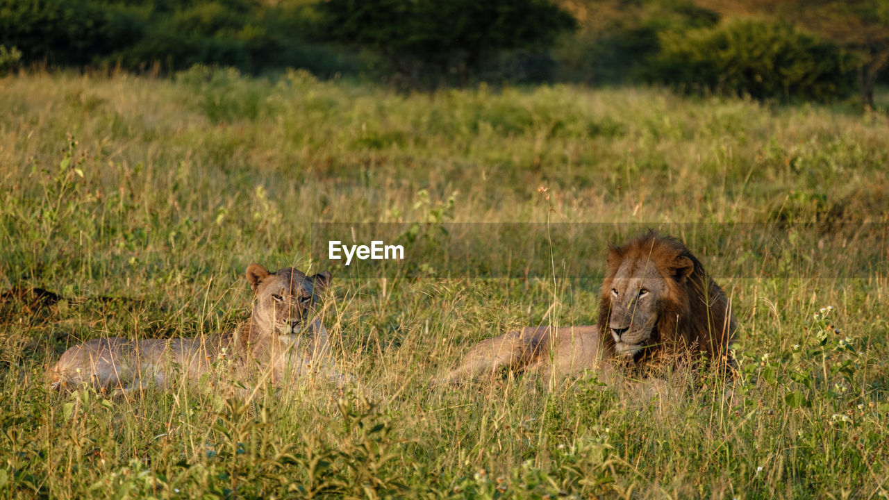 side view of lioness on field