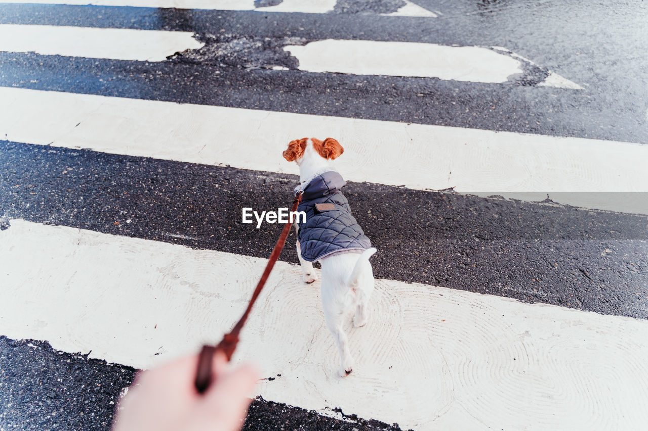 HIGH ANGLE VIEW OF GIRL WALKING ON ROAD