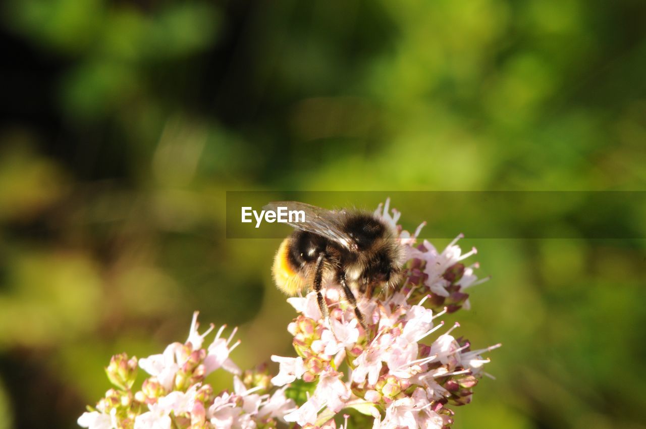 Close-up of bumblebee on flowers