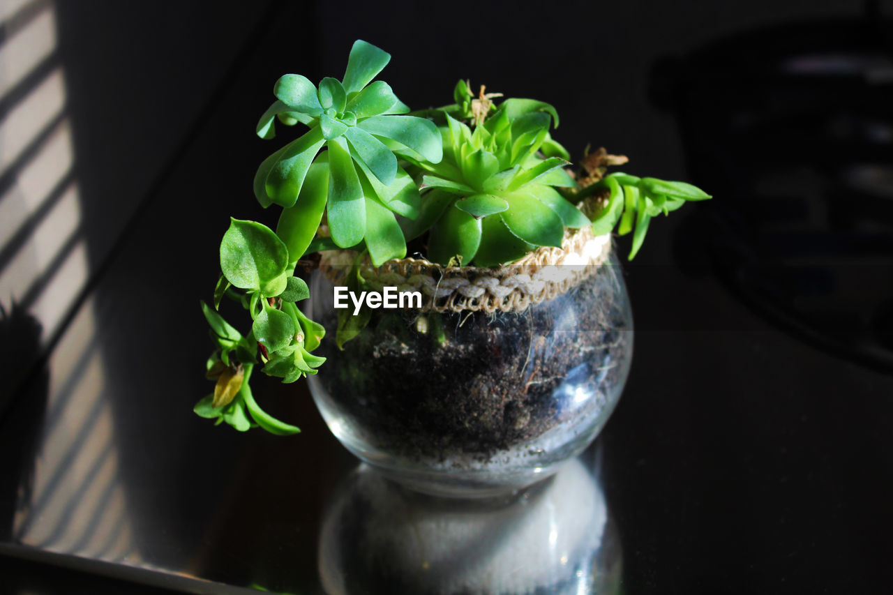 Black Background Leaf Beauty Flower Close-up Plant Flower Head Plant Life