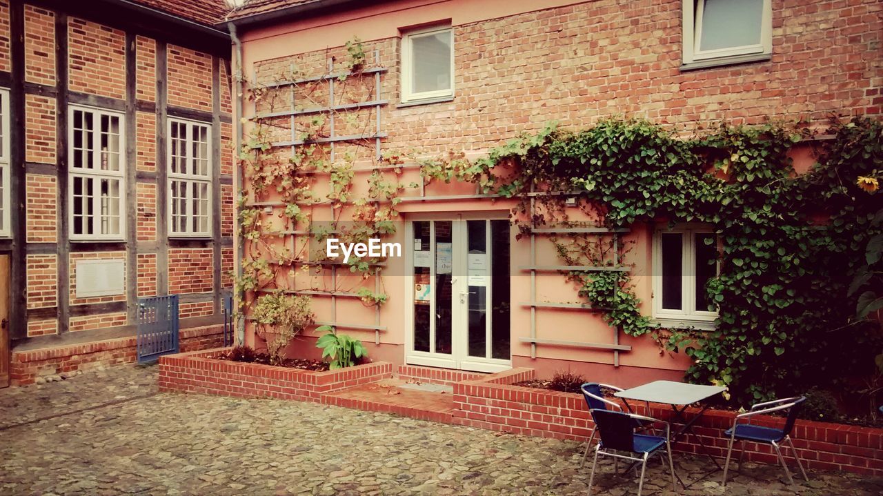 Ivy growing on wall of house