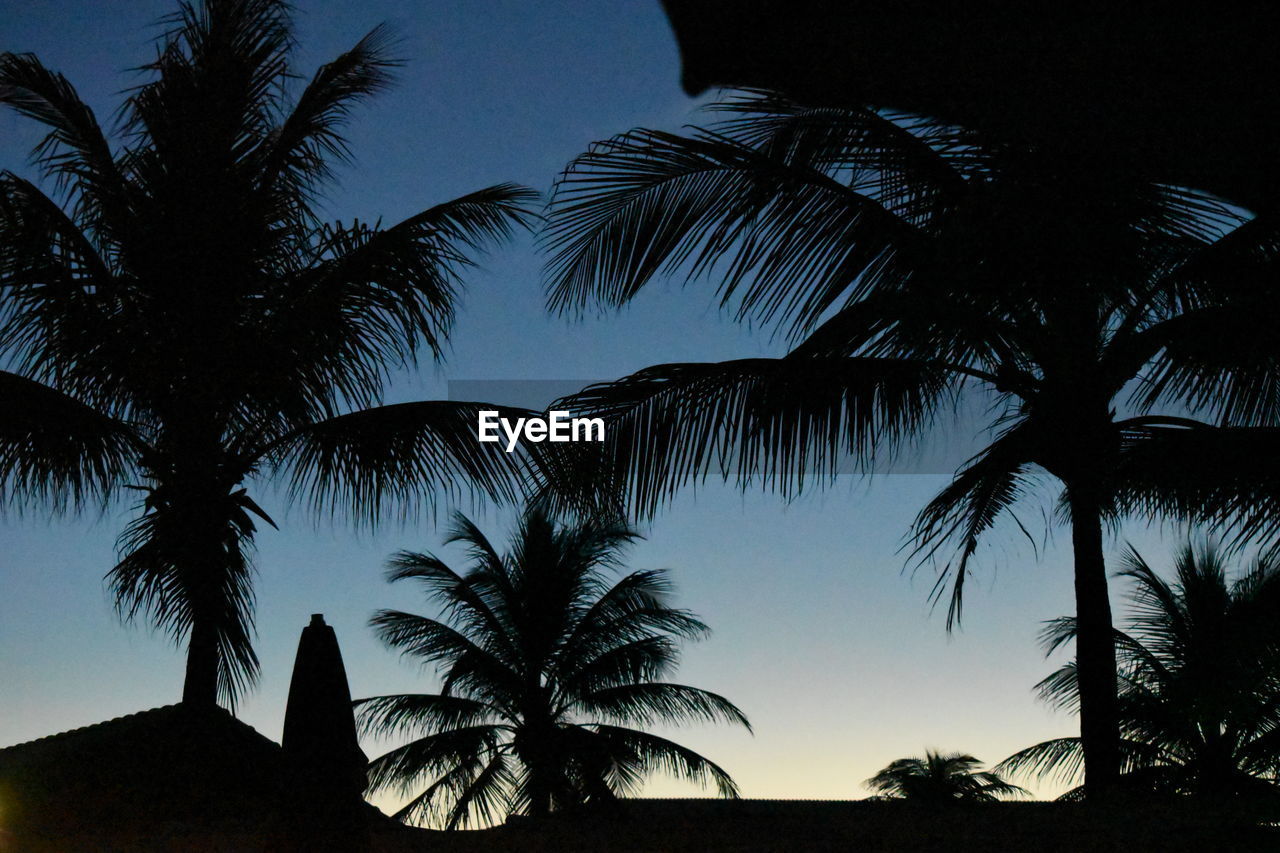 LOW ANGLE VIEW OF SILHOUETTE COCONUT PALM TREES AGAINST SKY AT DUSK