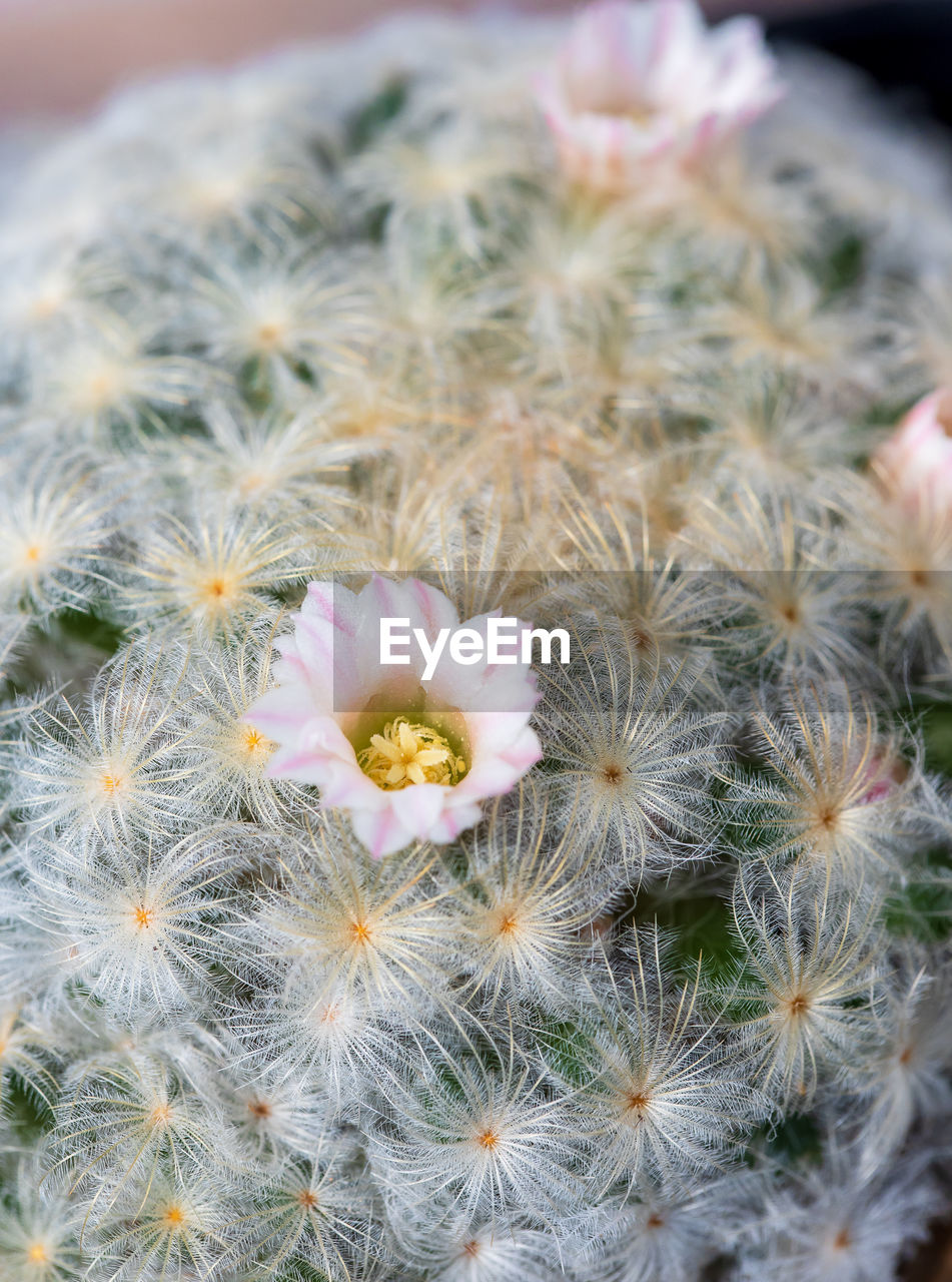 CLOSE-UP OF FRESH CACTUS PLANTS