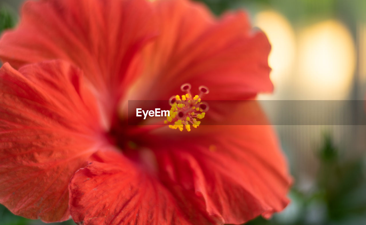 Close-up of red hibiscus flower