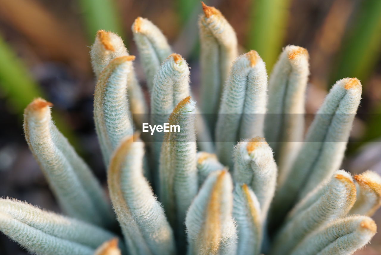 Close-up of cycas plant