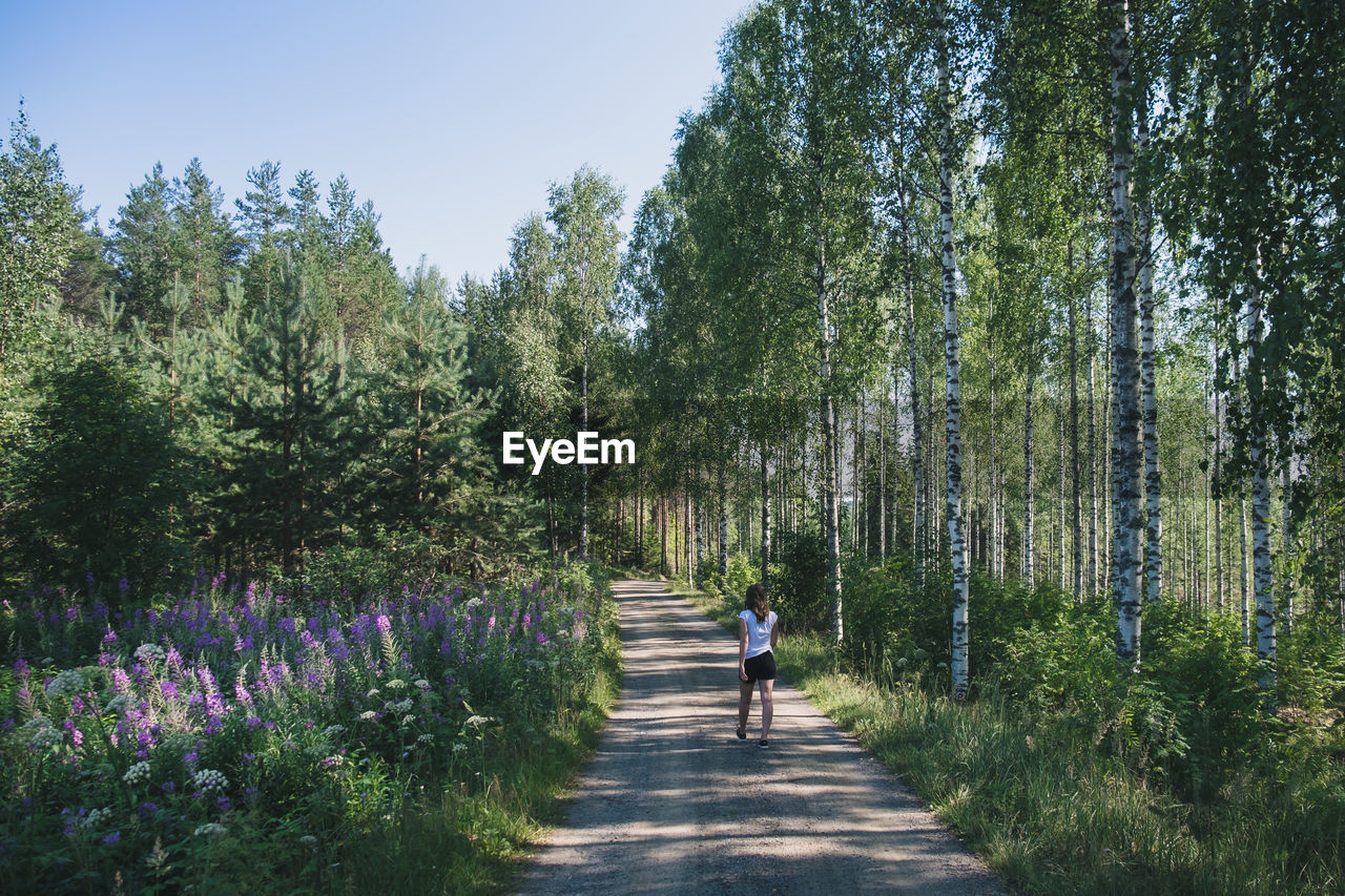 Birch wood and wild flowers in the finnish countryside